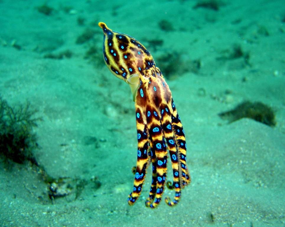 Синекольчатые осьминоги