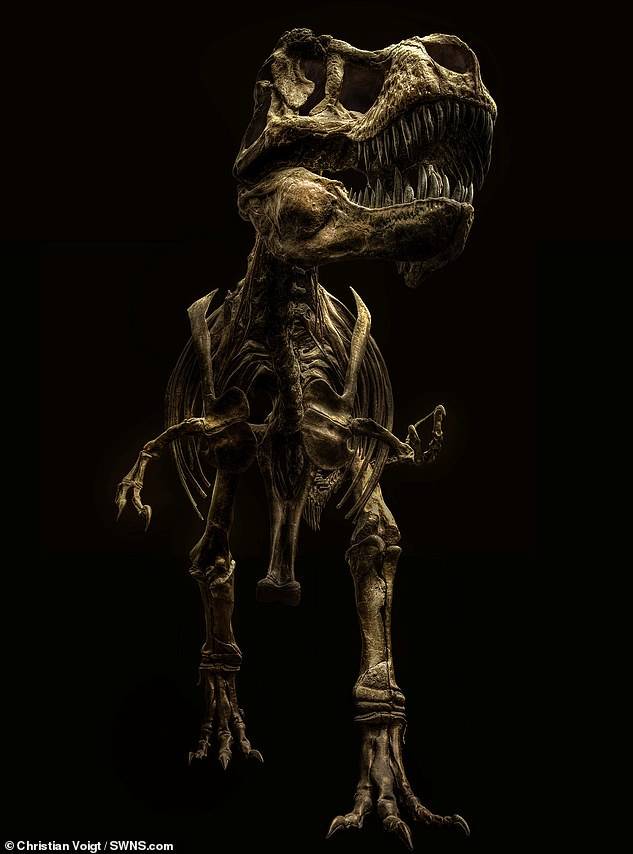 Потрясающая подборка фотографий скелетов динозавров
