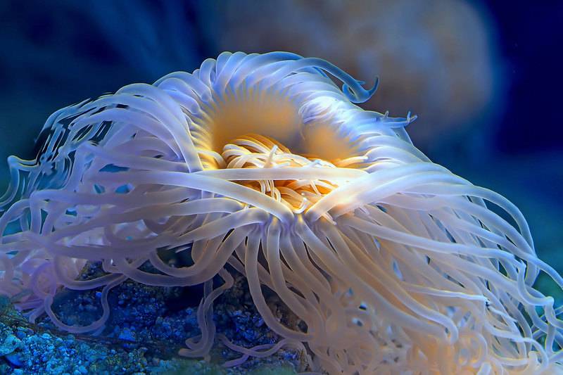 Флуоресценция коралла