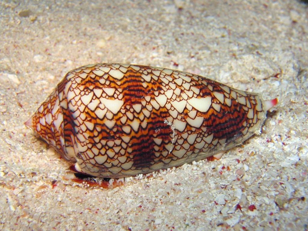 Конусы — хищные морские моллюски