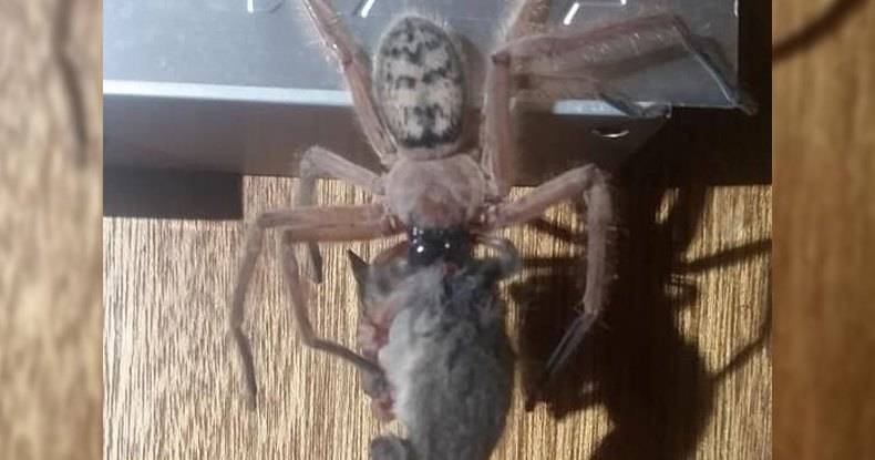 Австралийский паук съел целого опоссума