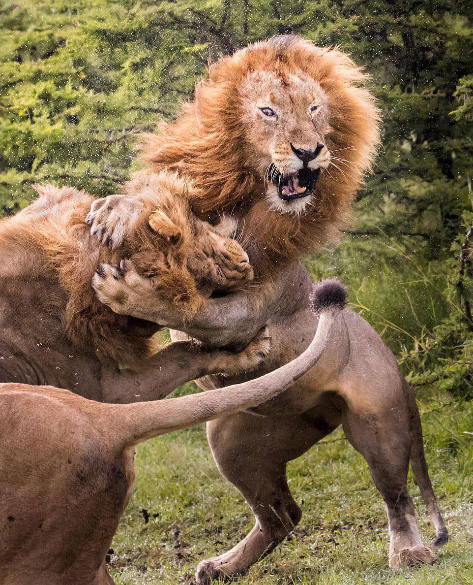 Схватка между львами