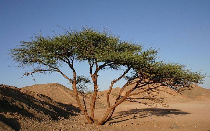 Африканский фикус (Ficus natalensis)