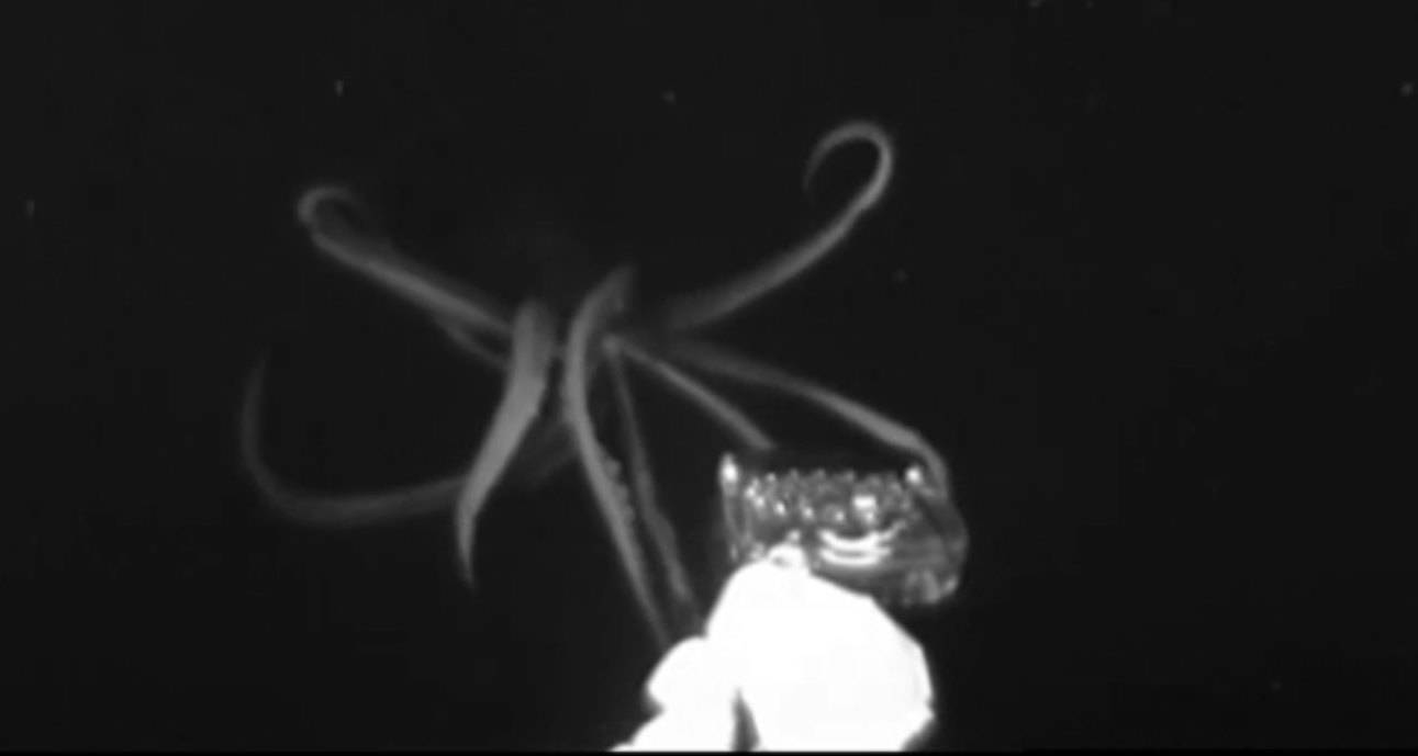 Уникальные кадры охоты гигантского кальмара