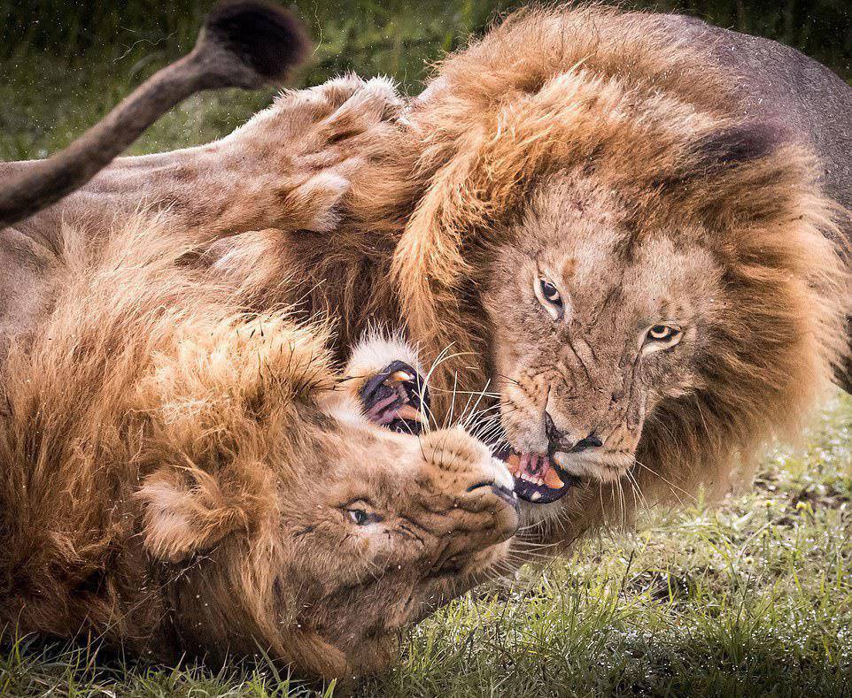 Схватка между львами