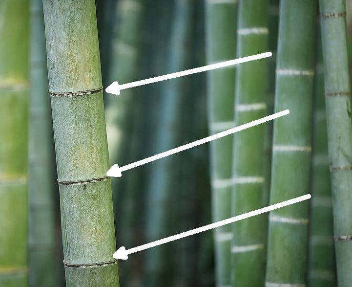 ствол бамбука
