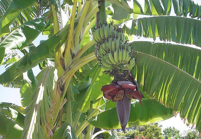 Банановая пальма