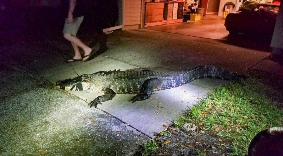 В США аллигатор ворвался в дом и "выпил" вино из погреба