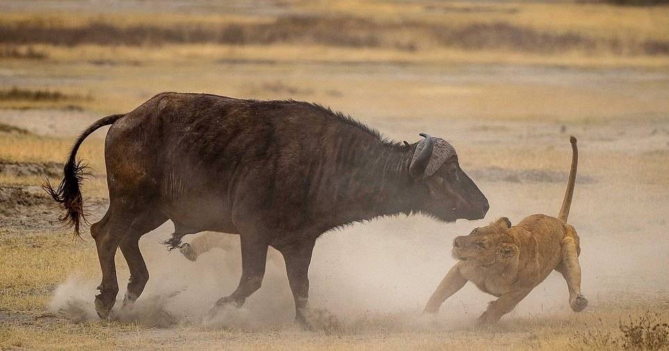 Схватка львов против буйвола