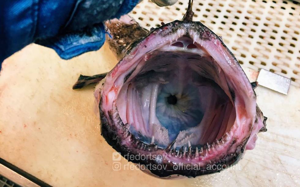 Новые фото глубоководных мостров от рыбака из Мурманска