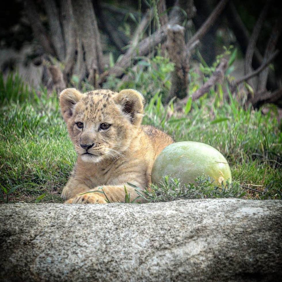 Красивый львенок Бахати из зоопарка