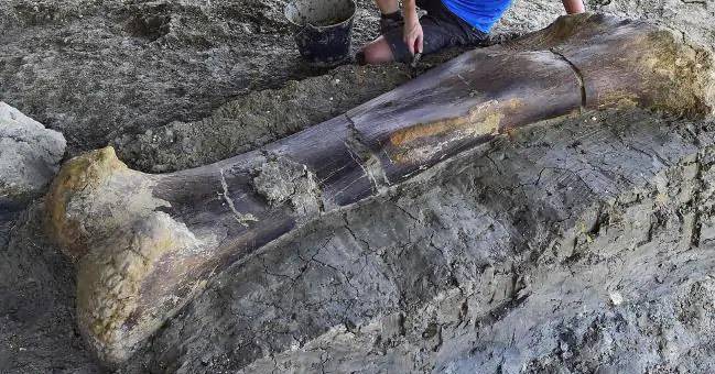 500-килограммовая кость динозавра найдена во Франции