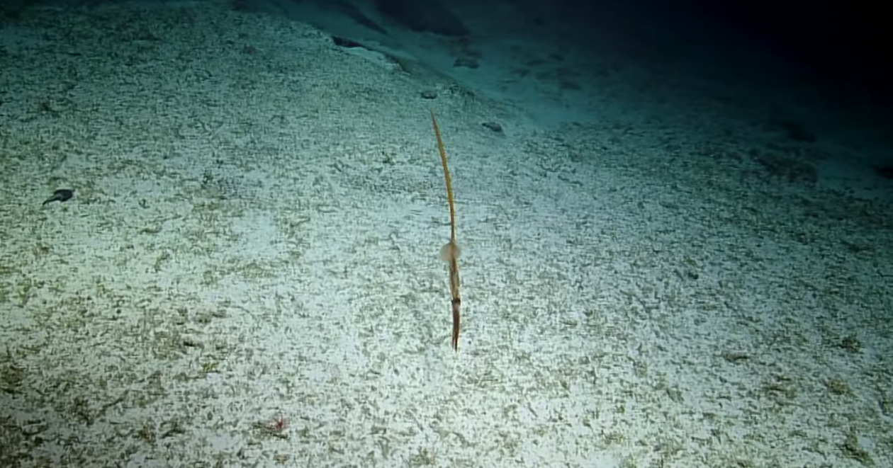 Глубоководного кальмара с необычным хвостом