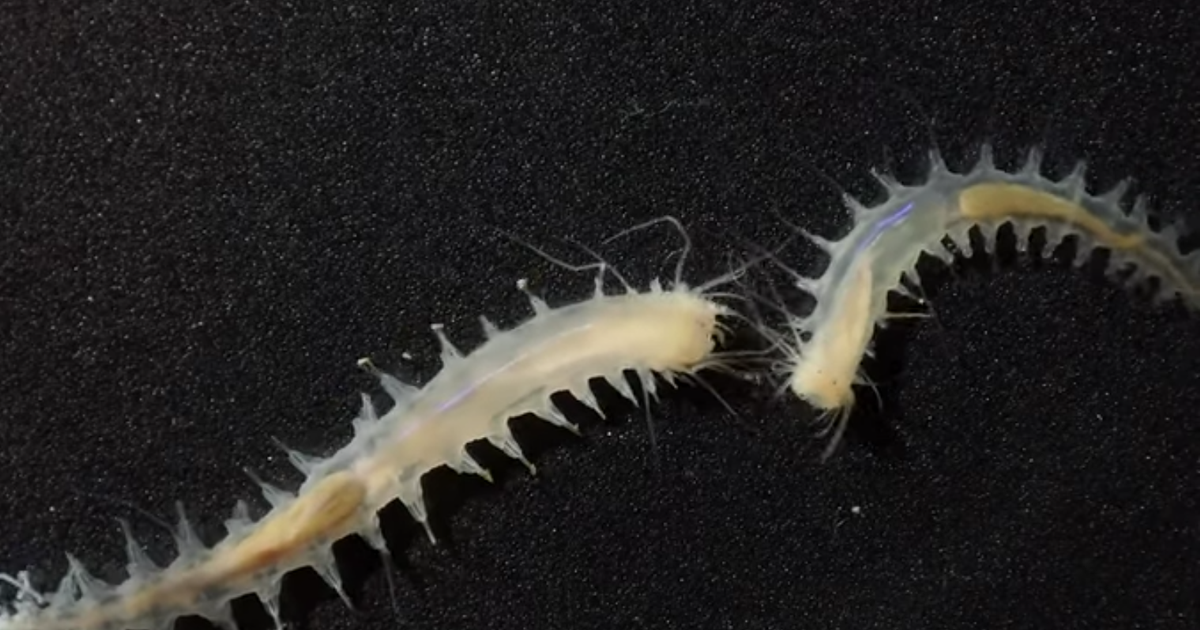 Учёные нашли морского червя, который "кричит" как кит
