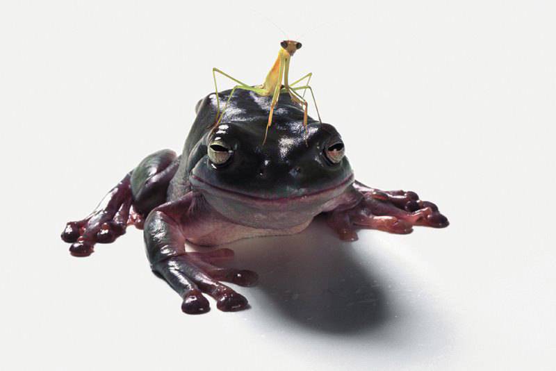 Жаба поедает богомола