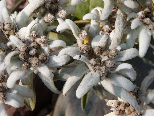 Цветок Эдельвейс (Leontopodium sp.)