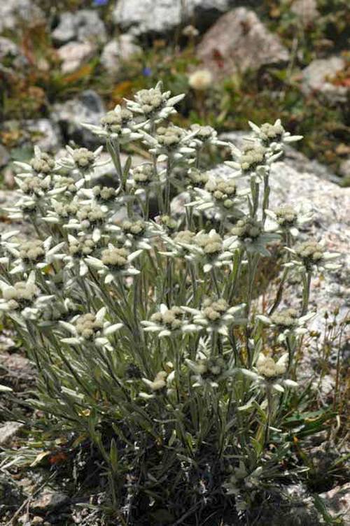 Цветок Эдельвейс (Leontopodium sp.)