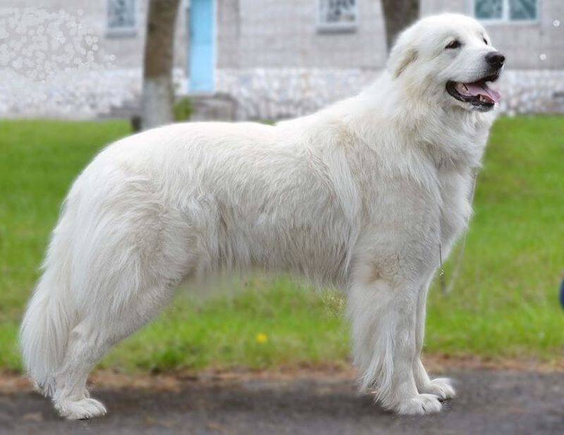 Пиренейская горная собака, или большой пиреней