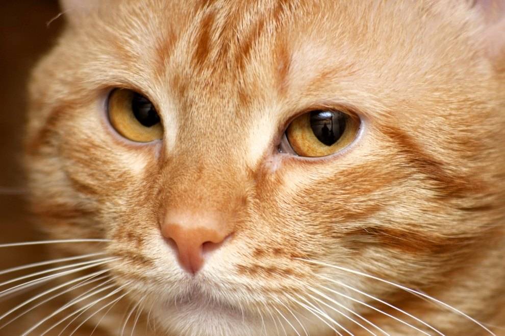 Почему кошки мурлыкают?