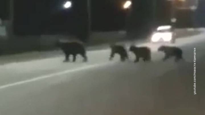 Семья медведей повадилась гулять по камчатскому городу Елизово