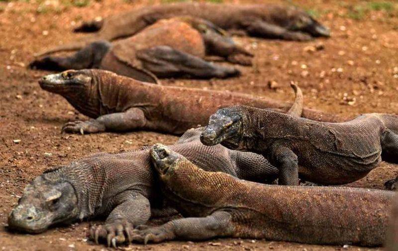 Комодский варан — самая крупная из ныне живущих ящериц