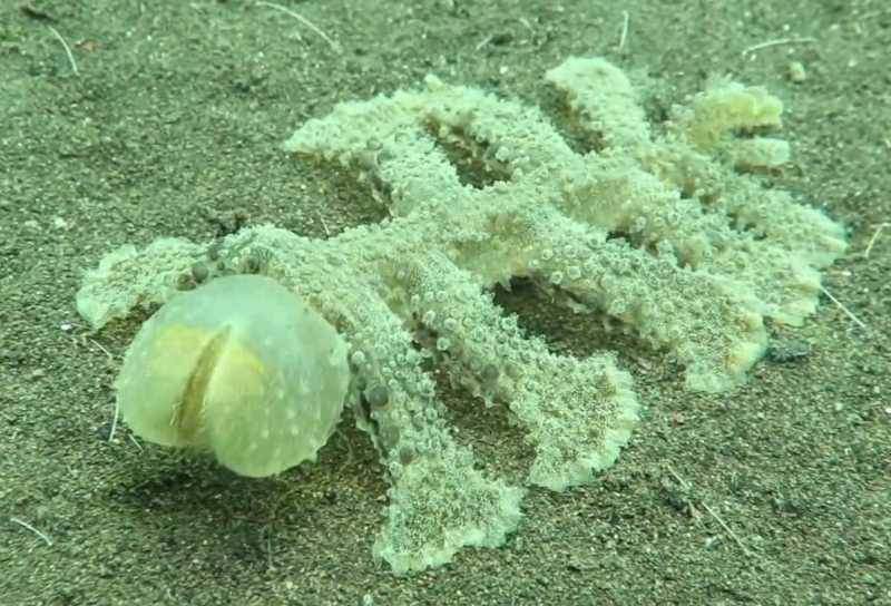 голожаберный моллюск Melibe viridis