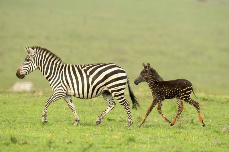 Уникальный зебрёнок в крапинку родился в Кении