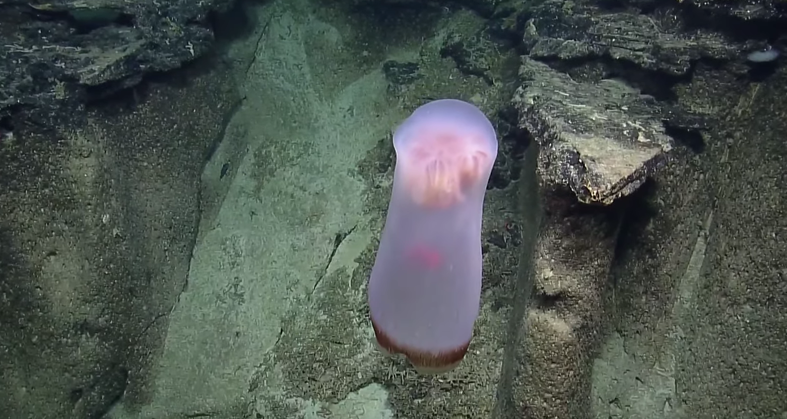 На видео засняли загадочное глубоководное существо