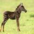 Уникальный зебрёнок в крапинку родился в Кении (фото)