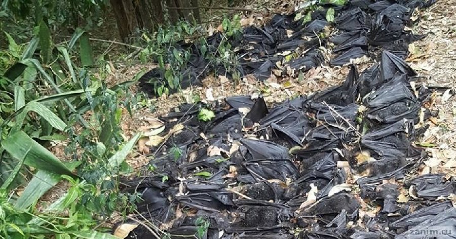 Девушка нашла во дворе 5 000 мёртвых летучих лисиц