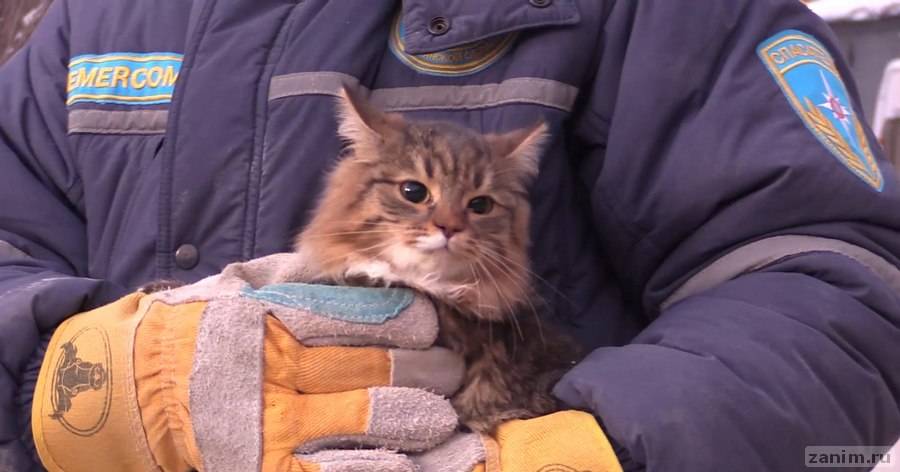 Упавшую в вентиляционную шахту кошку спасли с помощью ведра и корма