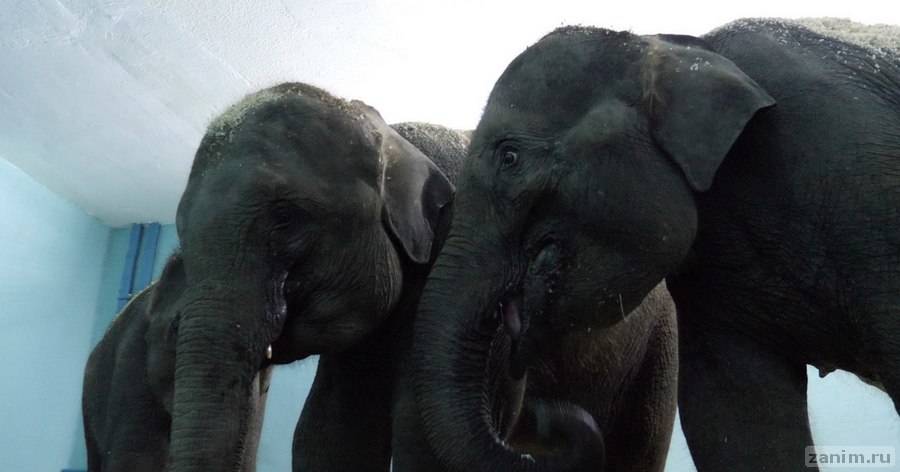 Слонят из Мьянмы в "Уголке дедушки Дурова" научили "танцевать канкан"