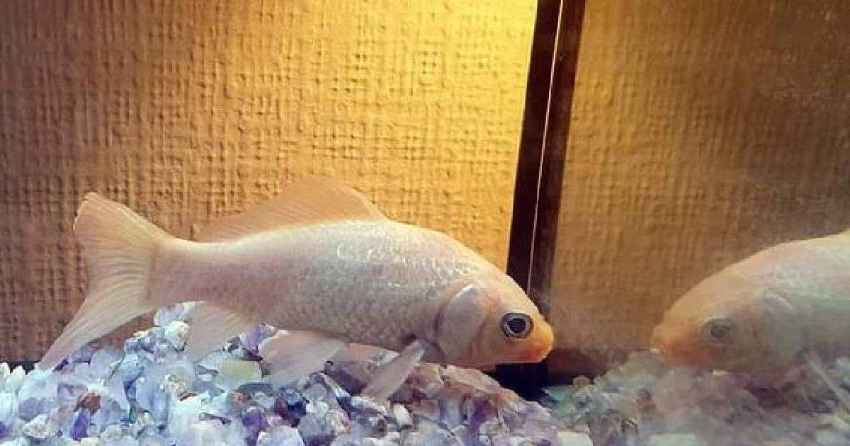 Самая старая золотая рыбка умерла в 44 года, не пережив потерю друга