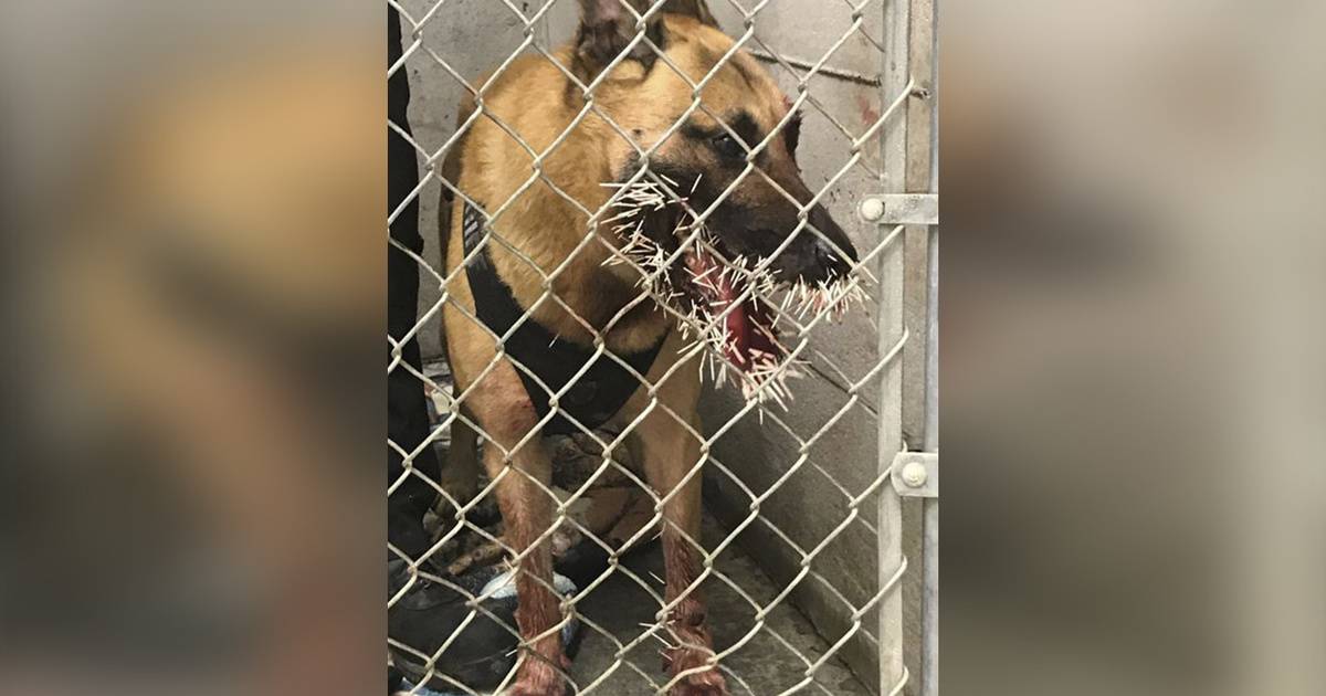 Дикобраз вонзил в полицейскую собаку более 200 игл