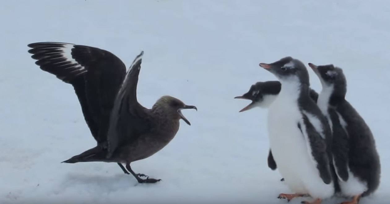 Как поморник на троих пингвинов нападал