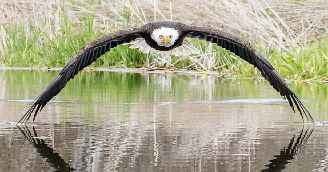 Потрясающая фотография орла