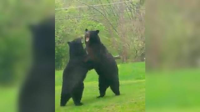 Во дворе дома два огромных медведя устроили кровавую драку