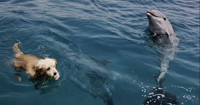 Как собаки общаются с дельфинами