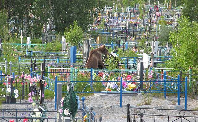 Медвежонок украл конфеты с могил на челябинском кладбище