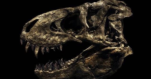 Потрясающая подборка фотографий скелетов динозавров
