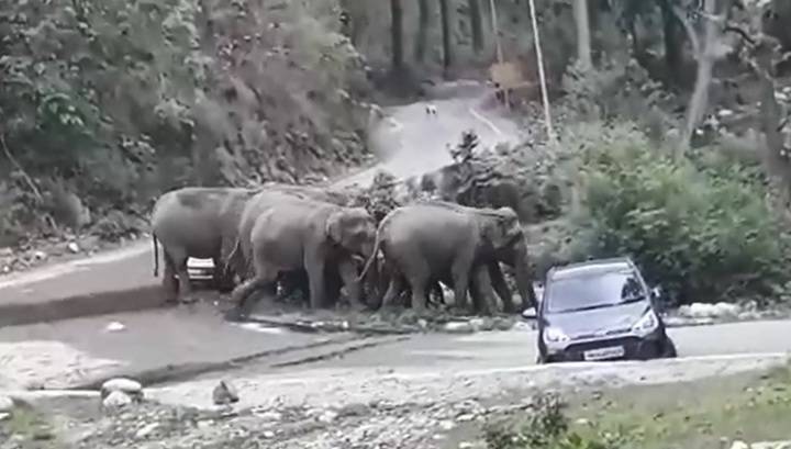 Стадо слонов расправилось с машинами туристов, чтобы перейти дорогу. Видео