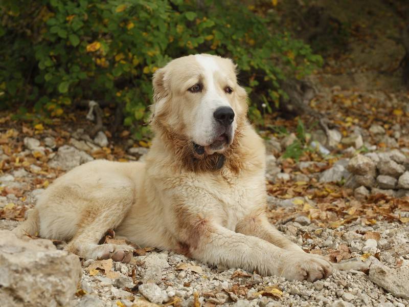 Собака-герой, спасшая многодетную семью на Урале, вернулась домой после пожара