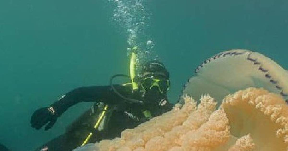 Дайверы наткнулись на огромную медузу размером с человека
