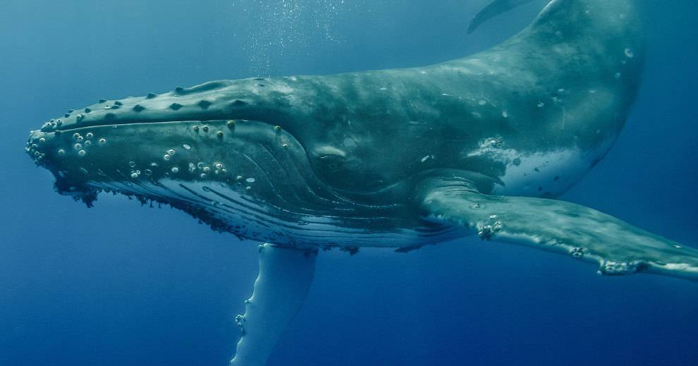 Горбатый кит спас дайвера от акулы