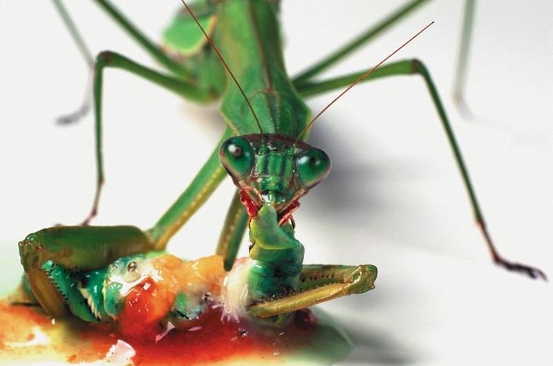 Хищники и жертвы в мире насекомых