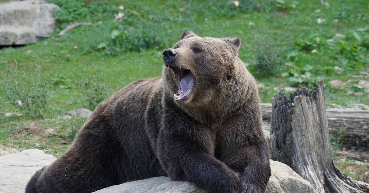 Учёные рассказали, как избежать нападения медведей