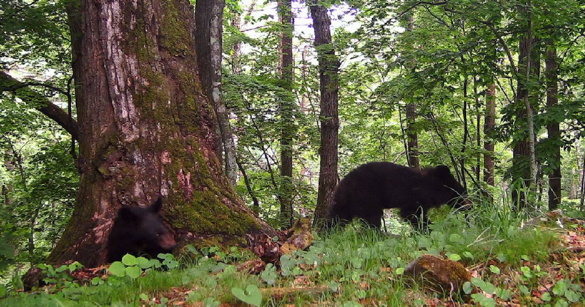 В Приморье упавший с дерева медвежонок удивил учёных
