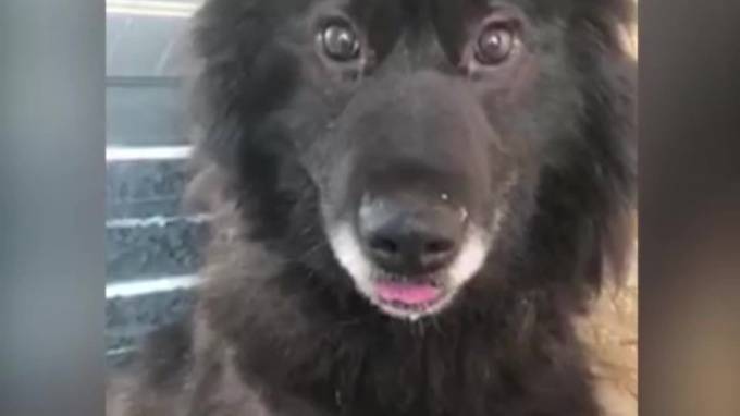 В ЯНАО спасли пса Монте-Кристо, восемь лет просидевшего в бетонном плену