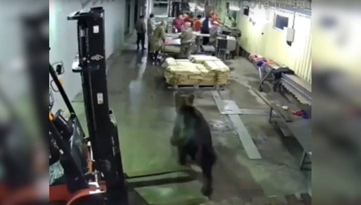 В цех рыбоперерабатывающего завода в Охе Сахалинской области ворвался бурый медведь