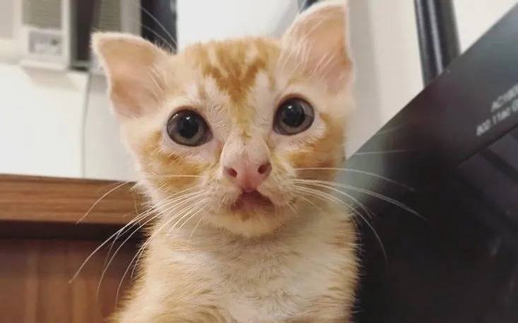 Котенка с необычной внешностью нашли на улице Гонконга